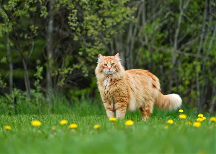 5 Cara Bermakna Merayakan Hari Kucing Sedunia