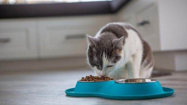 5 Cara Bermakna Merayakan Hari Kucing Sedunia