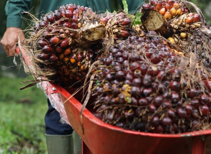 El Niño Mengancam Pertanian dan Energi: Bisnis Harus Bergerak Cepat