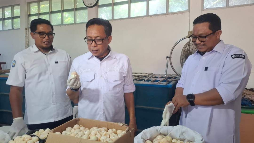 Sindikat Telur Penyu Lintas Batas dan Operasi Pengamanan 1.286 Butir