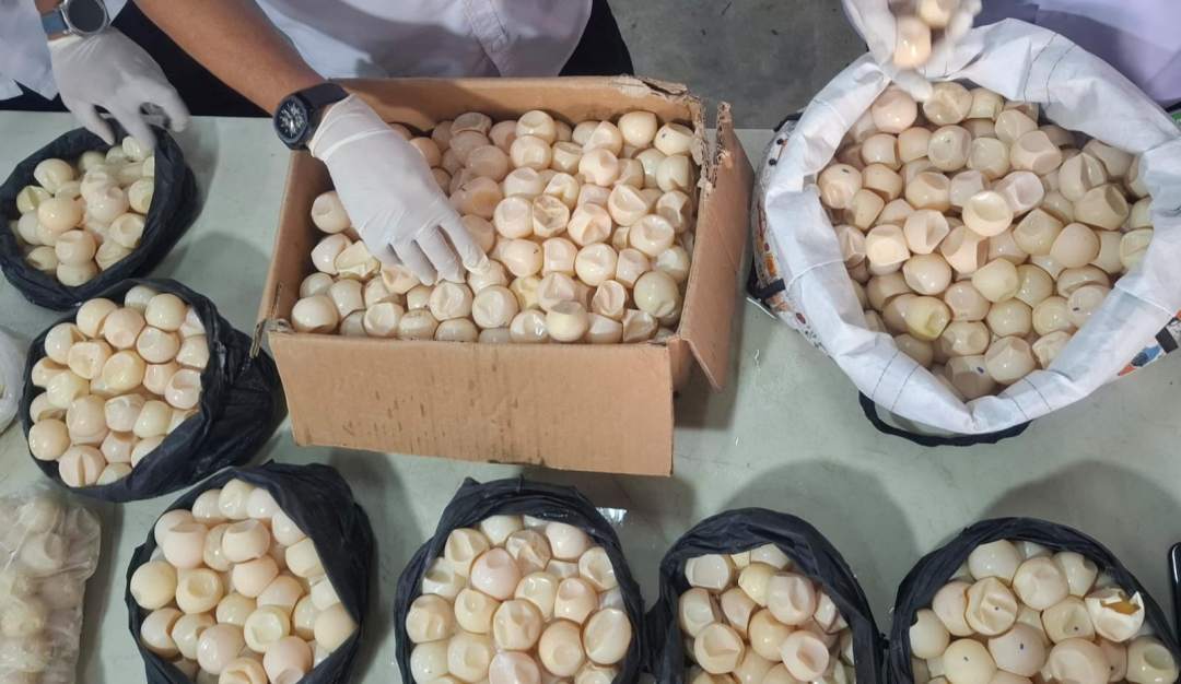 Sindikat Perdagangan Telur Penyu Lintas Batas