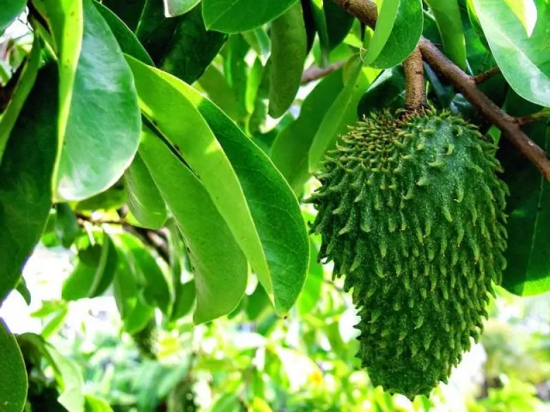 Minuman Herbal Tradisional untuk Kesehatan Harian