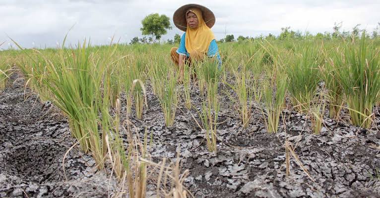Kekeringan Lahan Pertanian Menggulung Sawah: Alarm Gagal Panen Massal