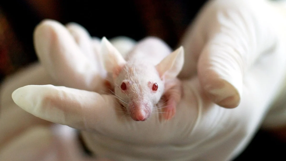 AI Ubah Skrining Tuberkulosis di Wilayah Terpencil