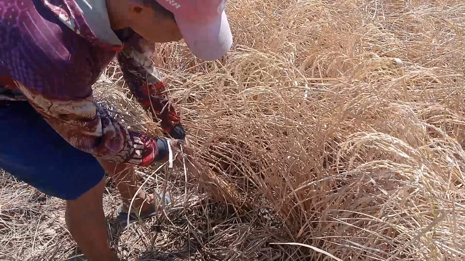 Kekeringan Lahan Pertanian Menggulung Sawah: Alarm Gagal Panen Massal