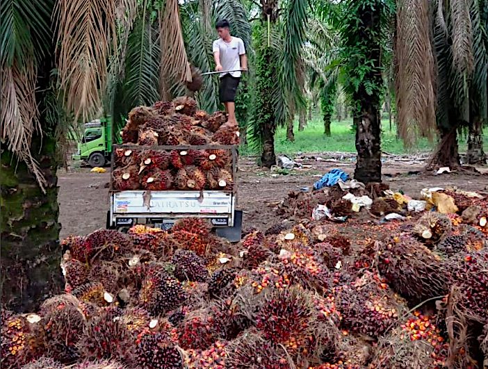 Ketidakpastian Regulasi Hutan Menggoyang Selera Investasi Sawit
