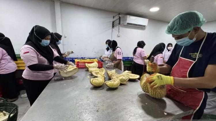Durian Beku Sulawesi Tengah Meledak di Pasar China
