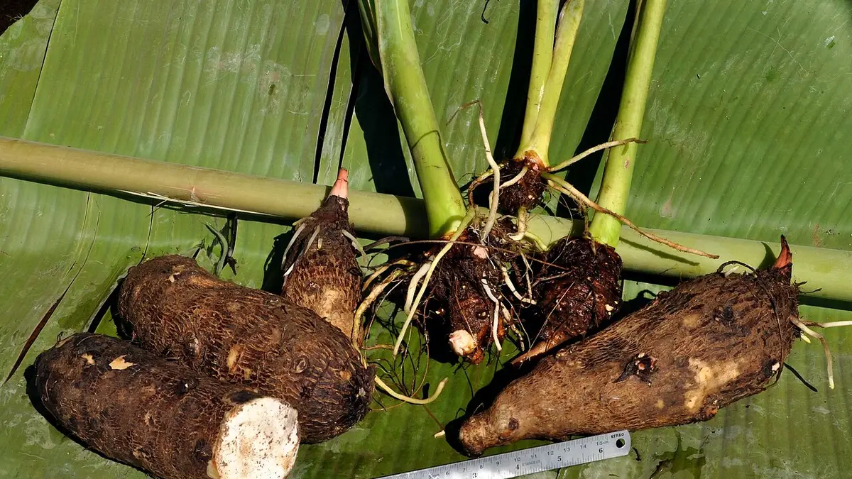 Kimpul Viral: Umbi Lokal Sehat yang Layak Jadi Pengganti Nasi