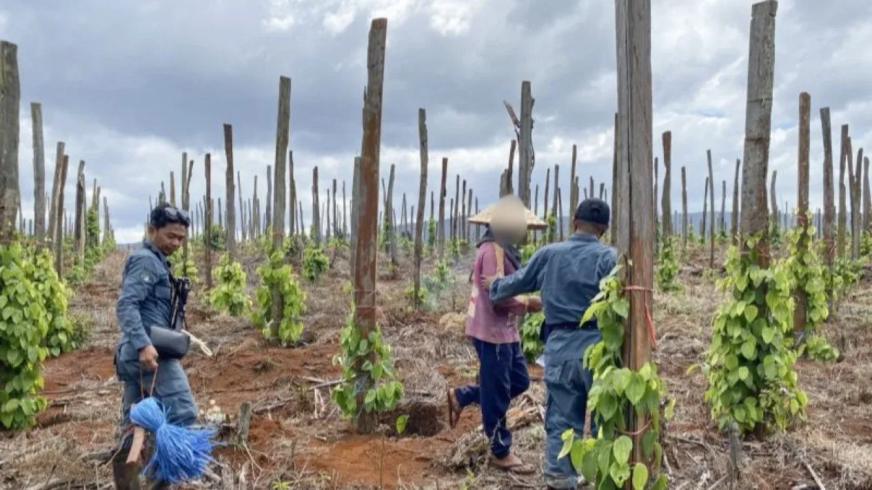 Modus Jual Beli Garapan Hutan Lindung di Luwu Timur
