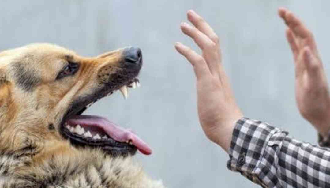 Rabies Tetap Ancaman: Mengapa Anjing dan Kucing Wajib Divaksin Rutin