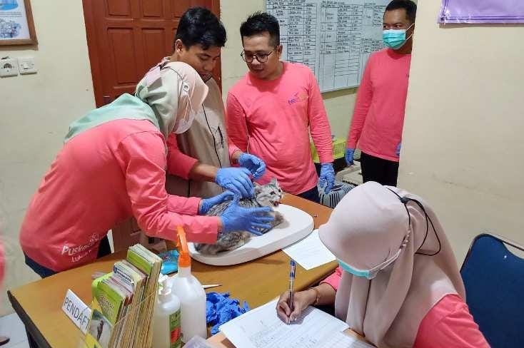 Program Sterilisasi Kucing Gratis Meluas, Bukan Sekadar Soal Hewan Liar