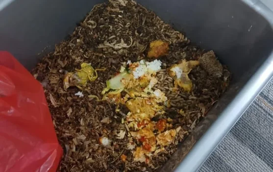 Dari Limbah Organik Menjadi Pakan Bergizi: Revolusi Sunyi Budidaya Maggot BSF