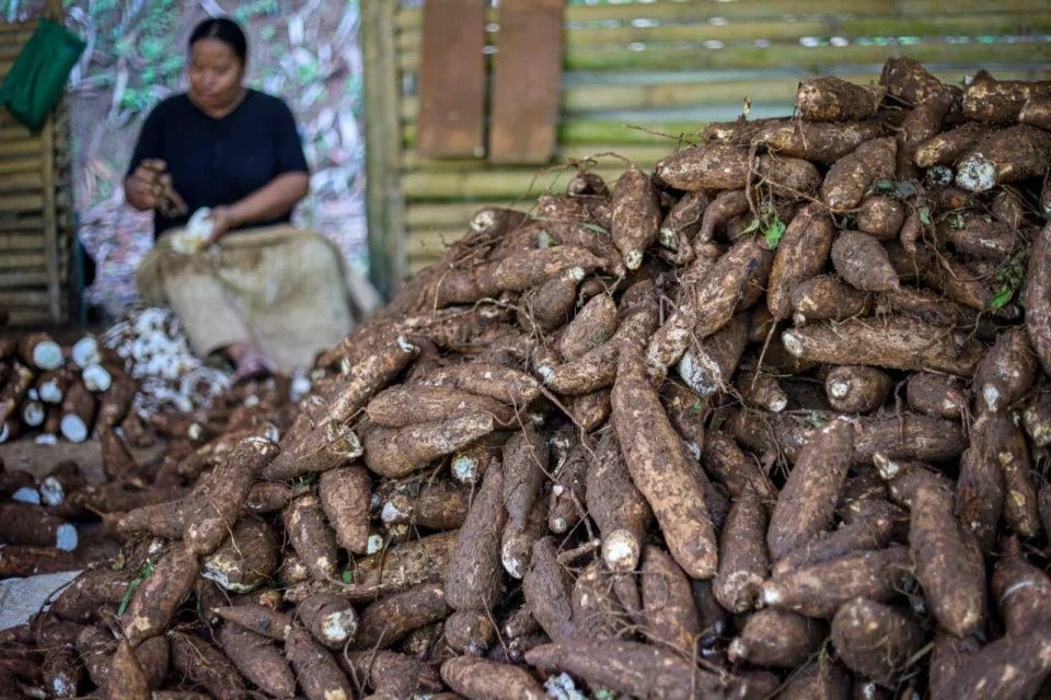 Dari Umbi Lokal ke Produk Premium: Strategi Daerah Mencetak Nilai Tambah
