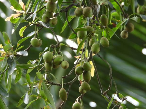 Tamanu Oil untuk Kulit Berjerawat: Sains di Balik Senyawa Bioaktifnya