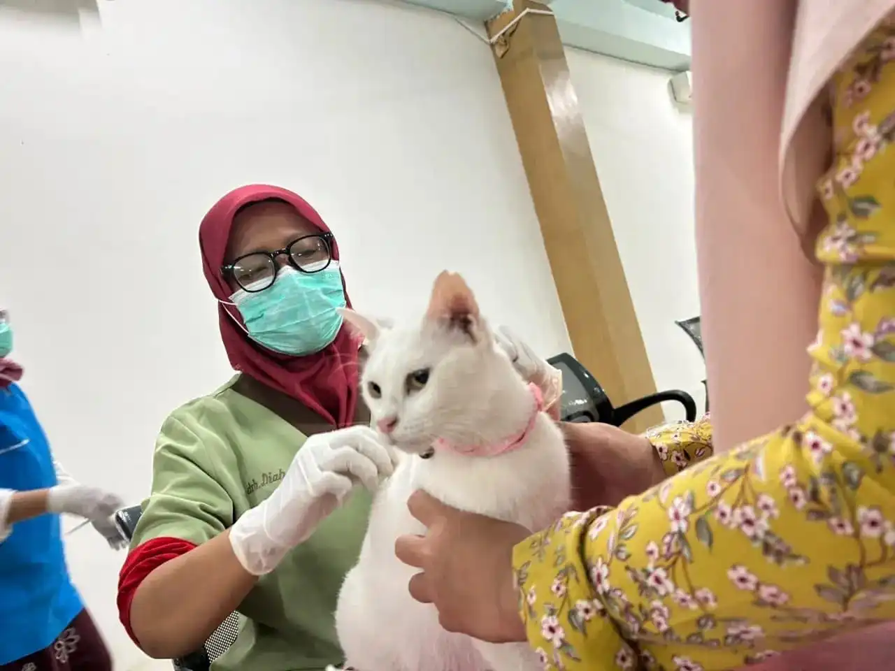 Program Sterilisasi Kucing Gratis Meluas, Bukan Sekadar Soal Hewan Liar