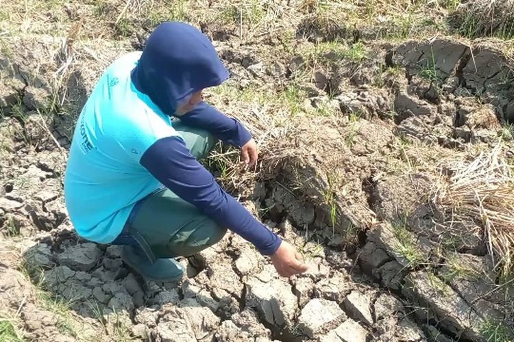 Pemerintah Kerahkan Alat Berat dan Pompa Air Redam Krisis Kekeringan Sawah