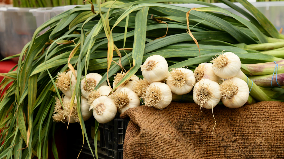 Bibit Bawang Putih Bebas Penyakit untuk Panen Maksimal