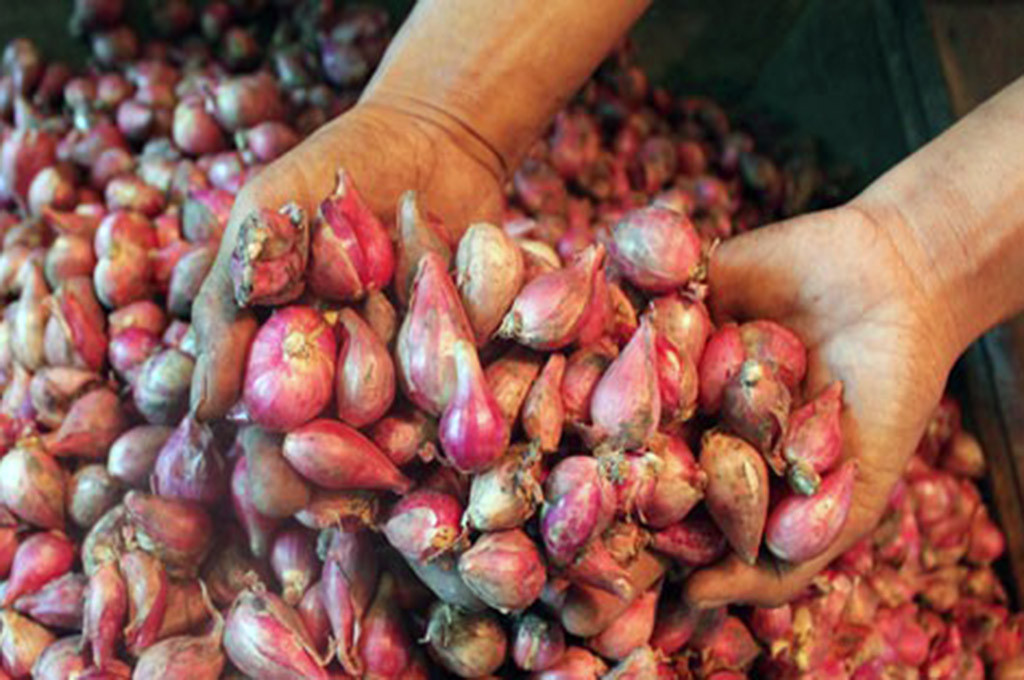 Harga Bawang Merah Turun: Peluang dan Risiko untuk Konsumen