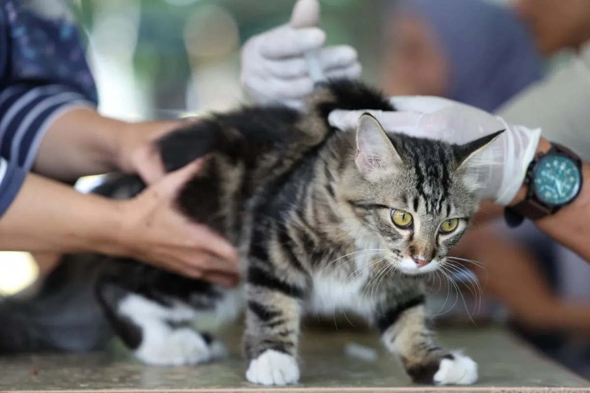 Program Vaksinasi Rabies Gratis Kian Meluas untuk Anjing dan Kucing