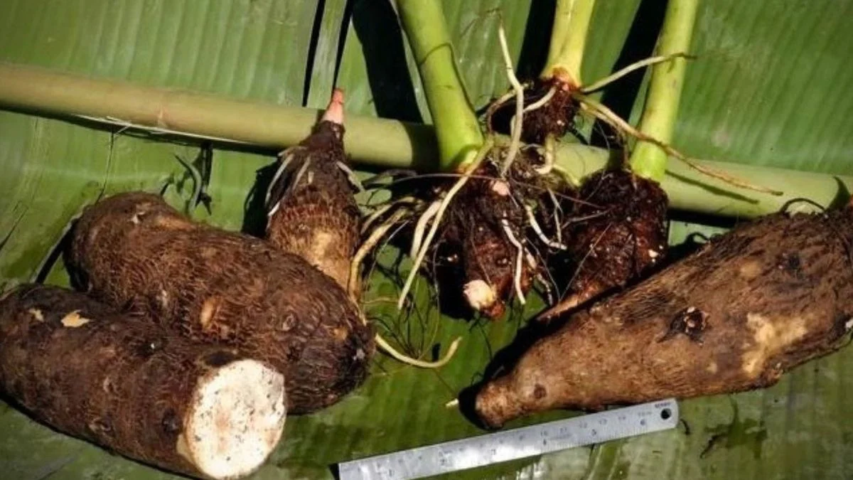 Kimpul Viral: 5 Olahan Unik dari Goreng sampai Dessert Kekinian