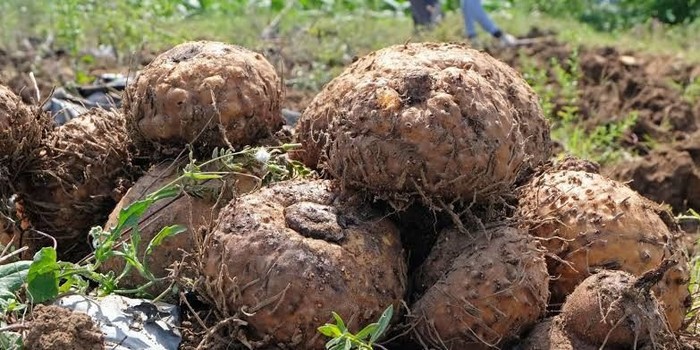 7 Umbi Lokal Bergizi Tinggi Pengganti Nasi yang Jarang Dikenal