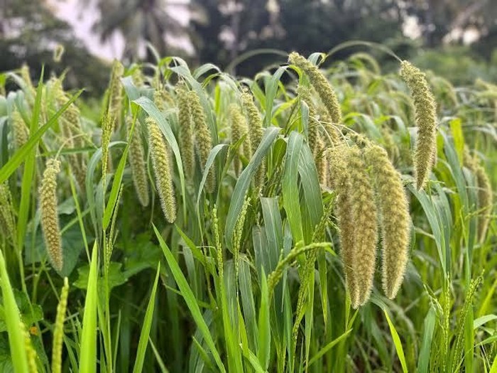 7 Pangan Lokal Bergizi Tinggi yang Jarang Tersentuh Meja Makan