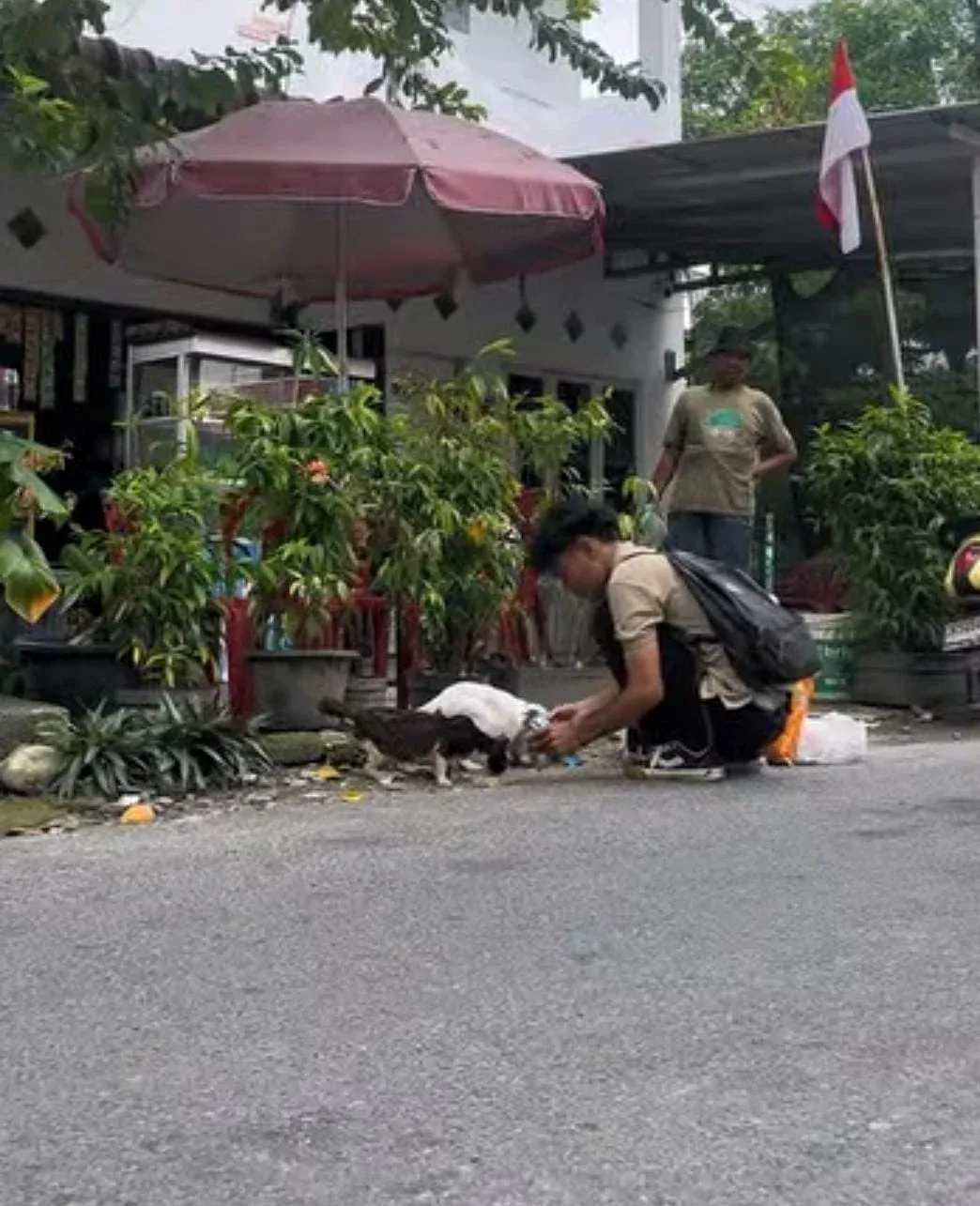 Dari Ulang Tahun Kucing hingga Aksi Jalanan: Sterilisasi Kucing Liar yang Mengubah Wajah Kota
