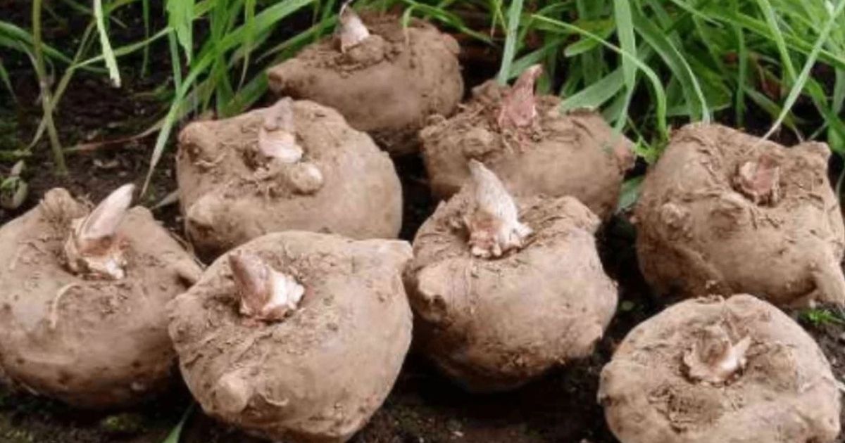 12 Umbi Bergizi Selain Kimpul untuk Diet dan Kontrol Gula Darah