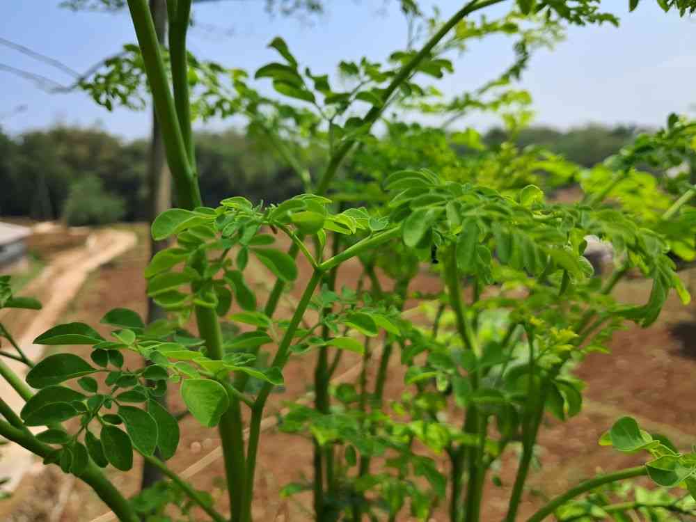 Dari Daun Kelor hingga Air Bersih: Fondasi Komunitas Cegah Stunting