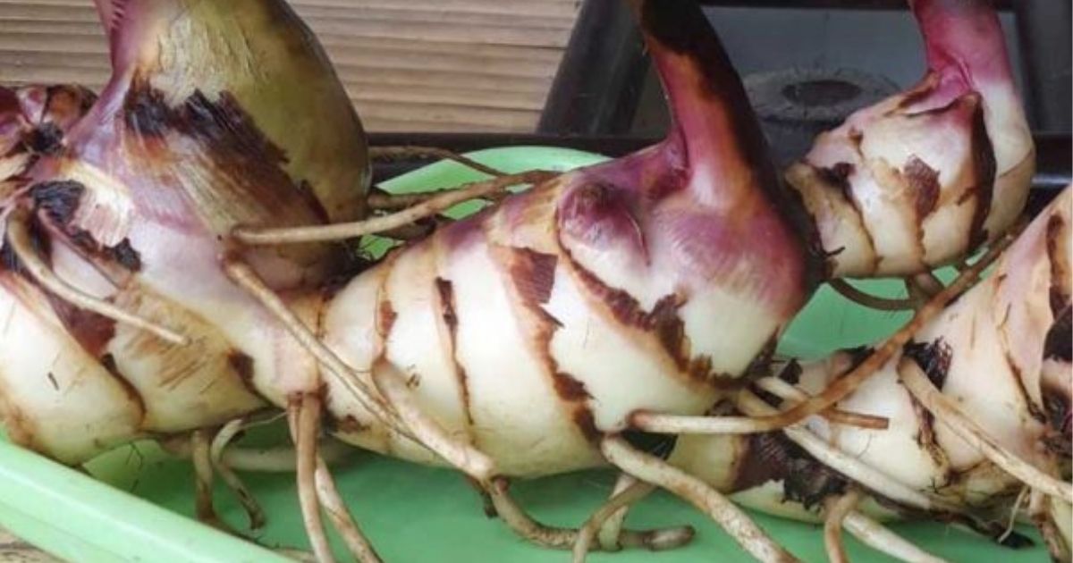 7 Umbi Lokal Bergizi Tinggi Pengganti Nasi yang Jarang Dikenal