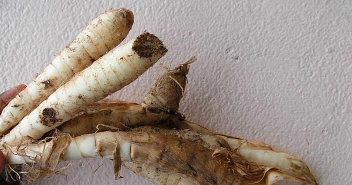 12 Umbi Lokal Kaya Nutrisi: Pengganti Nasi Sehat untuk Diet