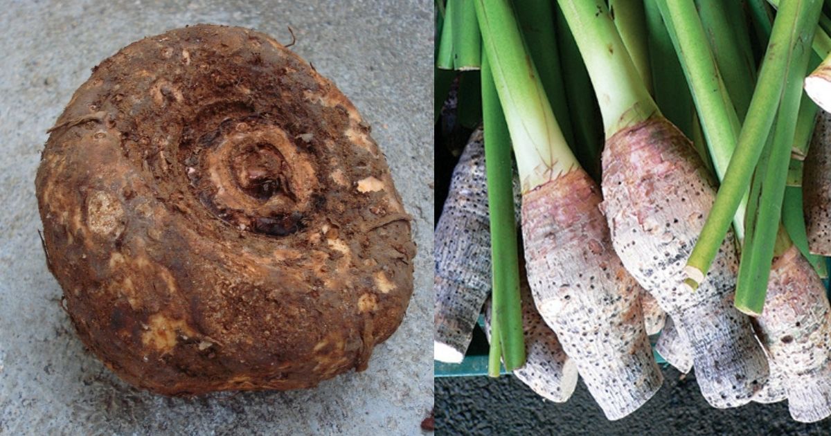 12 Umbi Bergizi Selain Kimpul untuk Diet dan Kontrol Gula Darah
