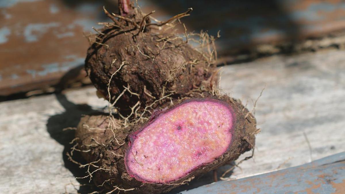 Ubi Ungu, Ube, dan Muesli: Trio Superfood Pendukung Pencernaan