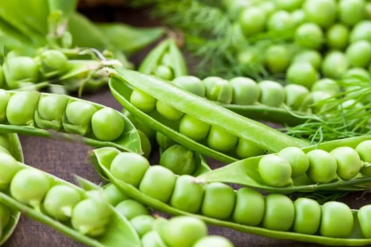 Daun Salam, Bawang Bombai, dan Kacang Polong untuk Jantung Sehat