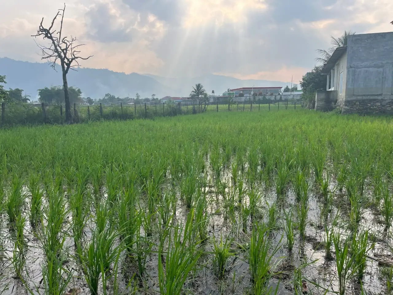 Kementerian PU Percepat Distribusi Air Irigasi ke Lahan Terdampak Kekeringan