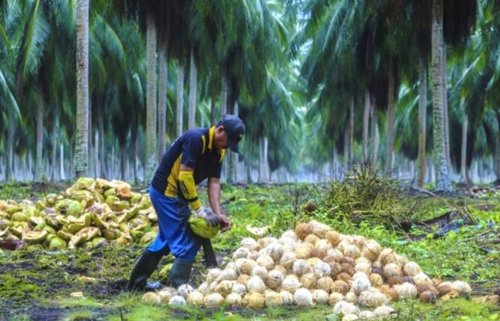 Rp1,48 Miliar Bibit Kelapa Natuna: Siapa Sebenarnya Diuntungkan?