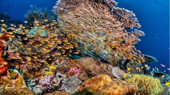 Tabir Surya Reef Safe Mineral: Panduan & Rekomendasi