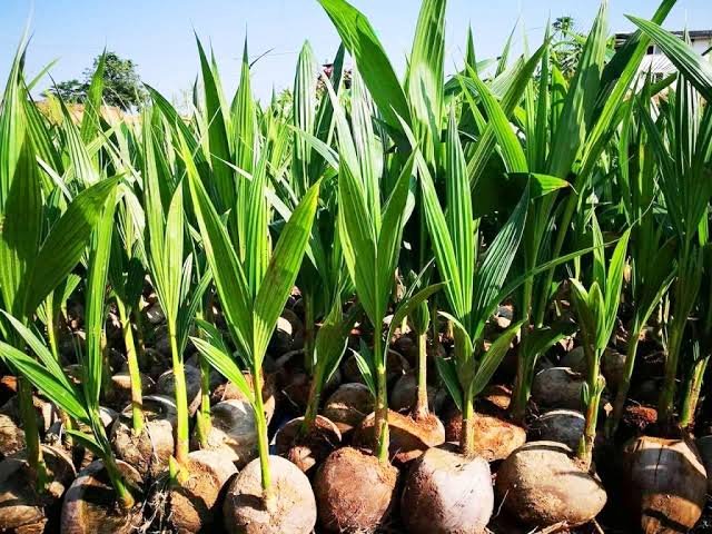 Rp1,48 Miliar Bibit Kelapa Natuna: Siapa Diuntungkan?