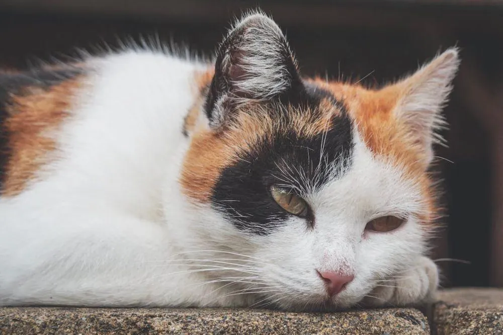3 Pemicu Stres Utama pada Kucing dan Cara Mengatasi Perilaku Tidak Normal