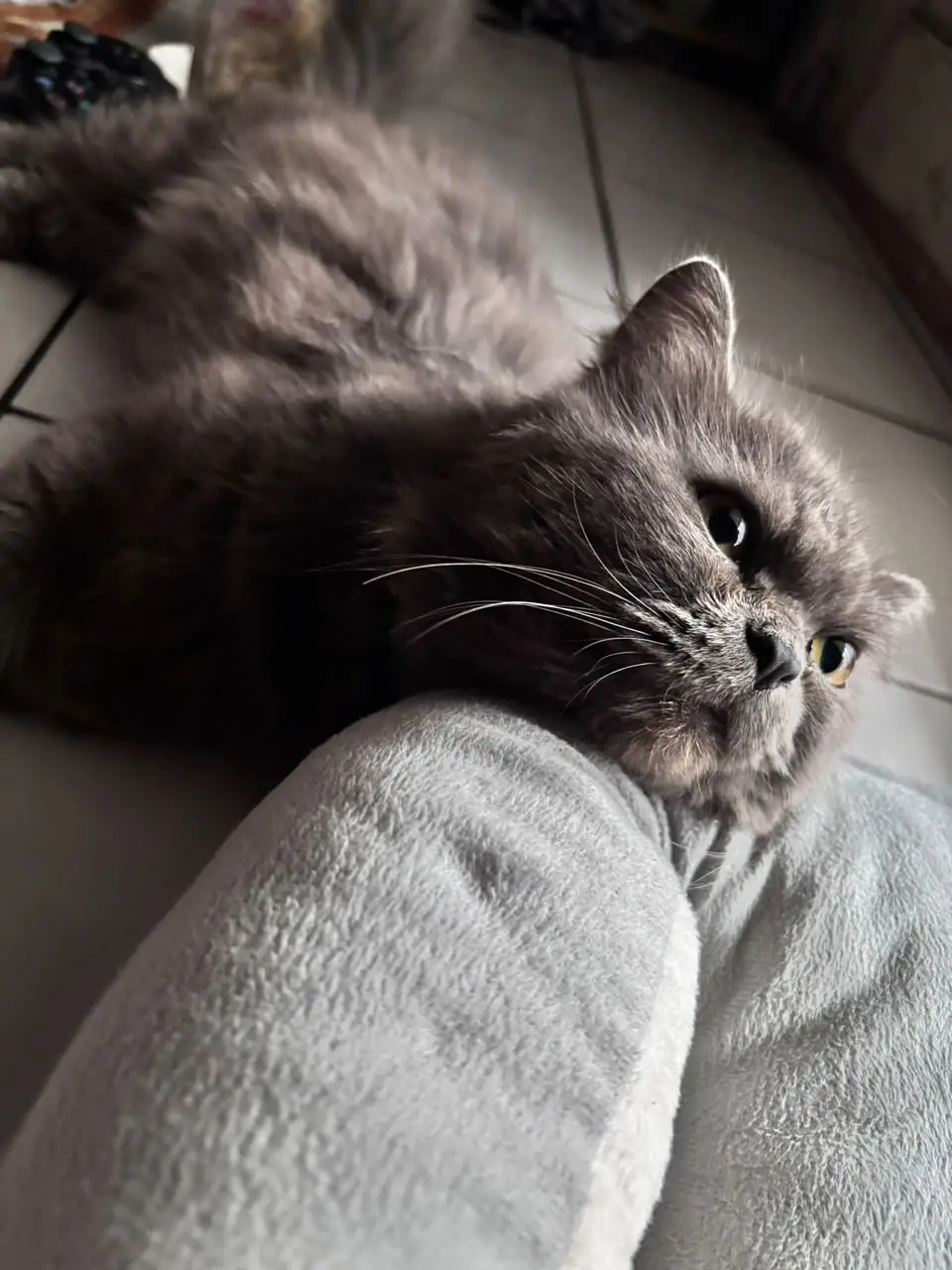 Panduan Lengkap Persiapan Sebelum Memelihara Kucing Pertama