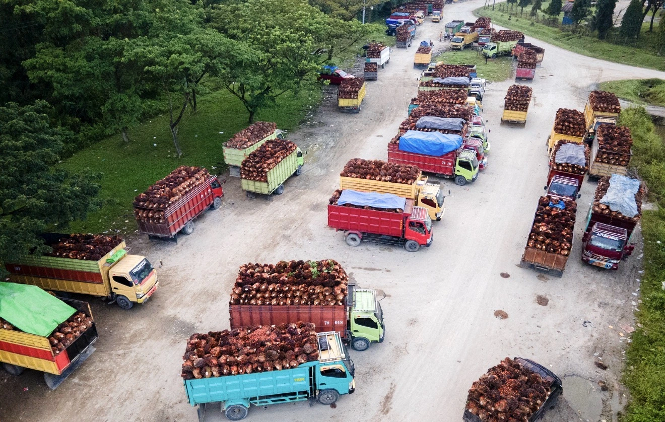 Aliansi Produsen Sawit: Senjata Strategis Hadapi Hambatan Perdagangan Global
