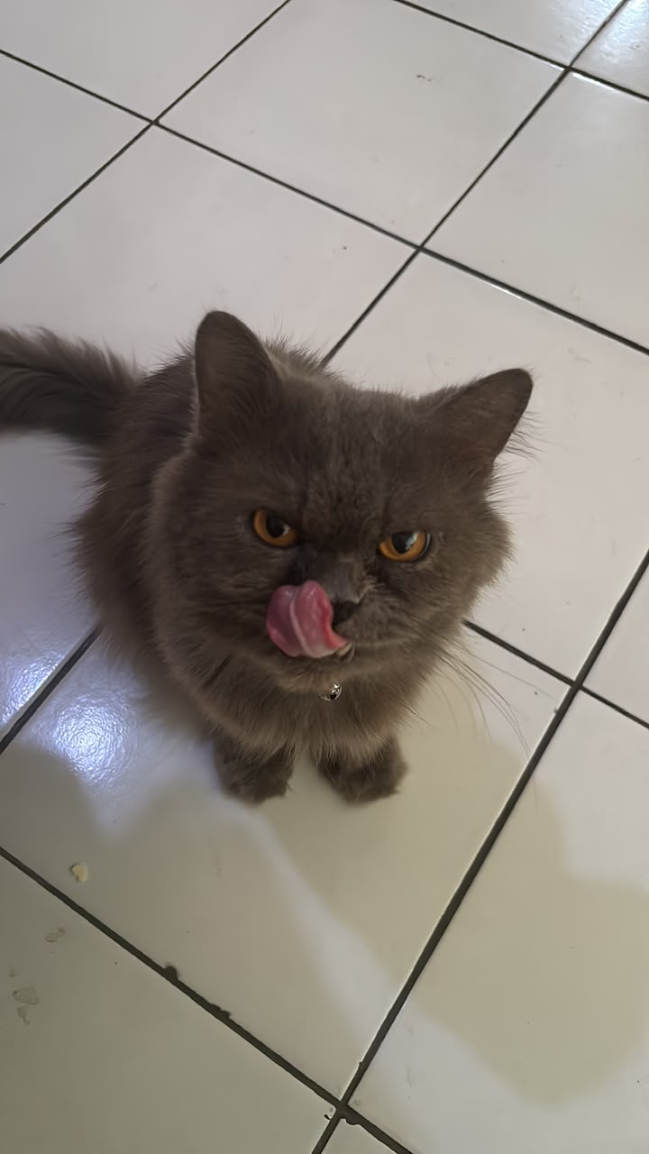 Panduan Lengkap Persiapan Sebelum Memelihara Kucing Pertama