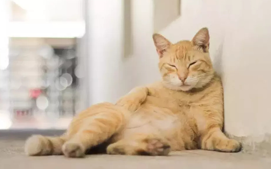 Panduan Lengkap Menjaga Kucing dan Anjing Tetap Sehat saat Musim Panas