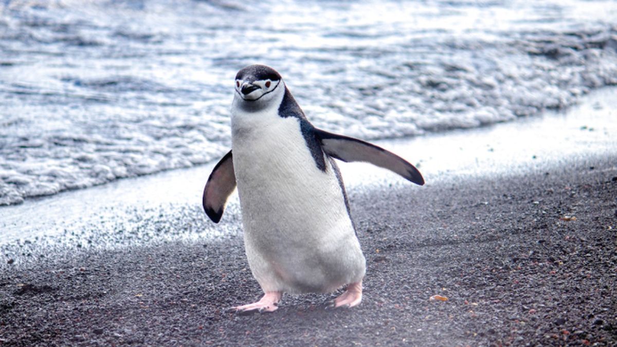 Flu Burung H5N1 dan Vaksinasi Penguin: Langkah Berani Lindungi Satwa Liar