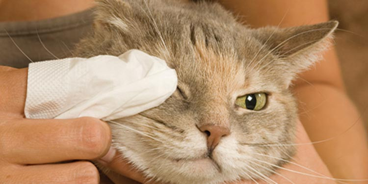 Panduan Lengkap Persiapan Sebelum Memelihara Kucing Pertama