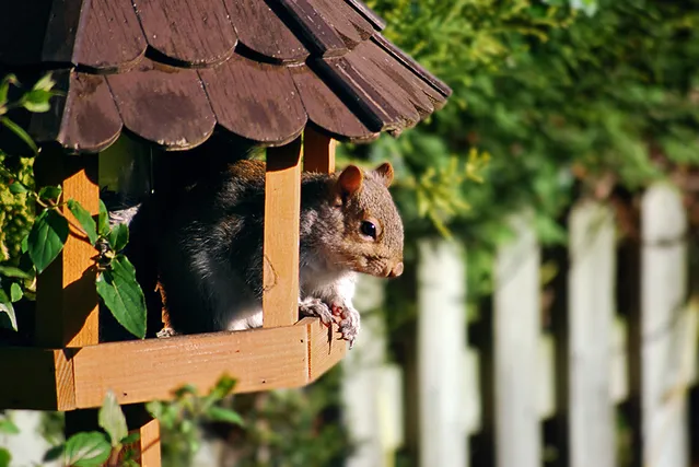 Panduan Lengkap Menjinakkan Hamster Baru dan Memilih Kandang yang Tepat