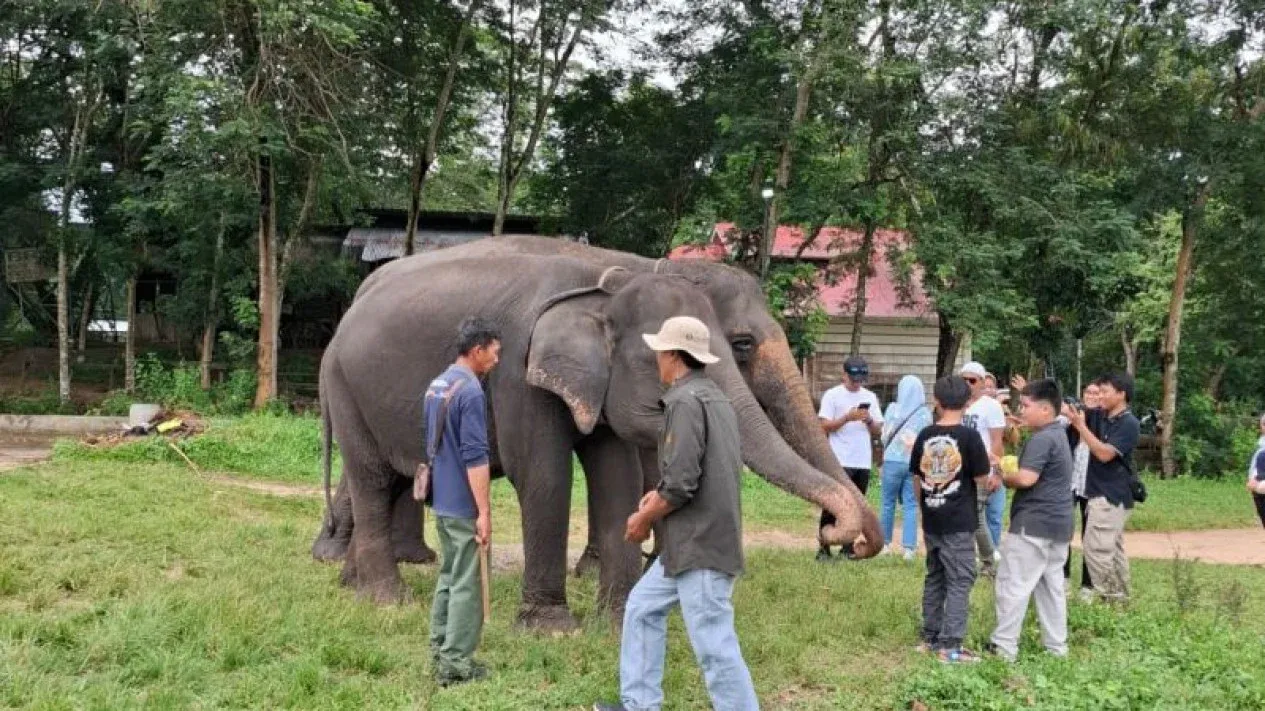 Kebakaran Way Kambas Padam, Koordinasi Kilat Selamatkan Habitat Gajah Sumatra
