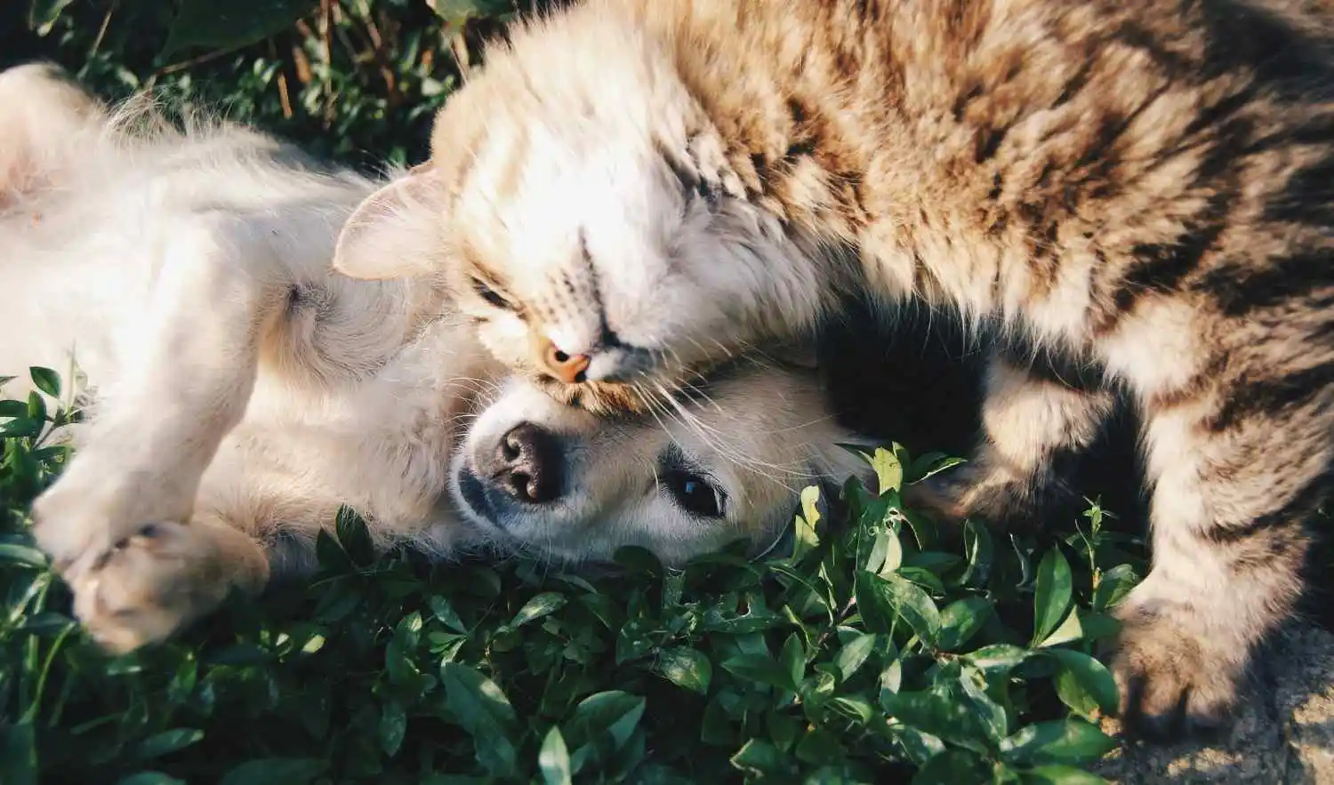 Kucing atau Anjing? Panduan Memilih Hewan Peliharaan Sesuai Gaya Hidup