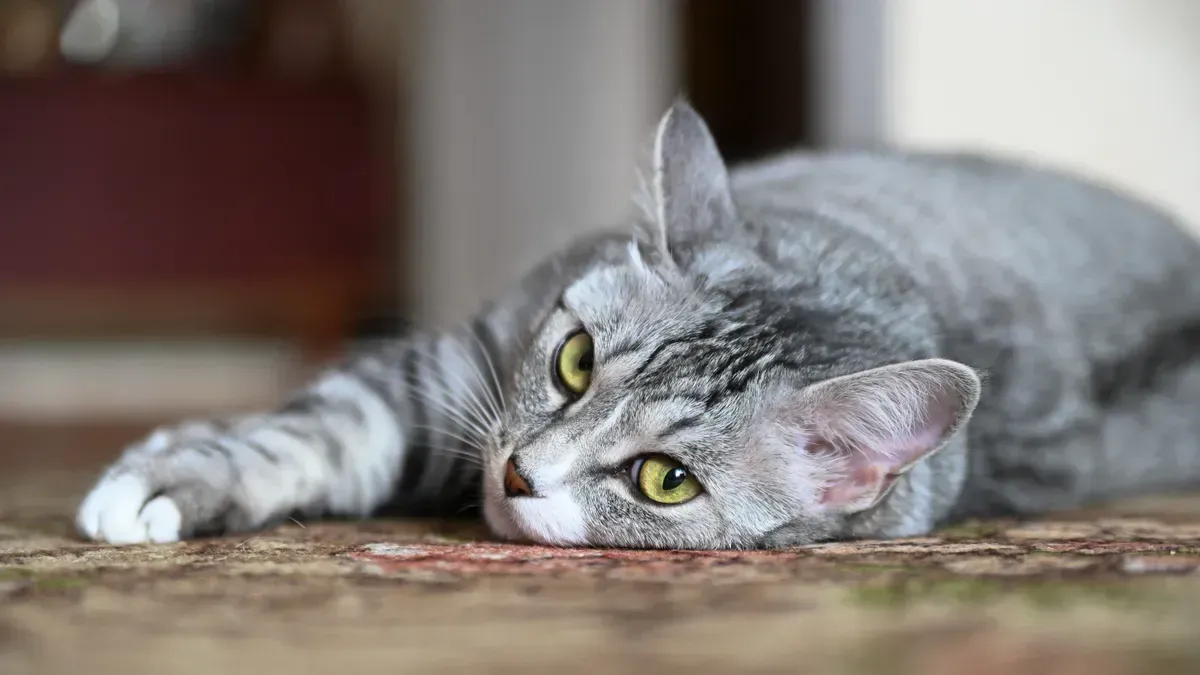 Panduan Lengkap Menjaga Kucing dan Anjing Tetap Sehat saat Musim Panas