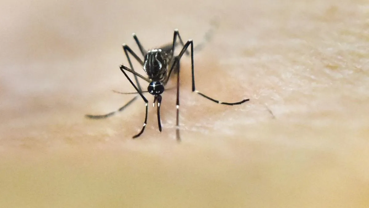 Kontroversi Travel Alert Zika Bali: Aman atau Berisiko?